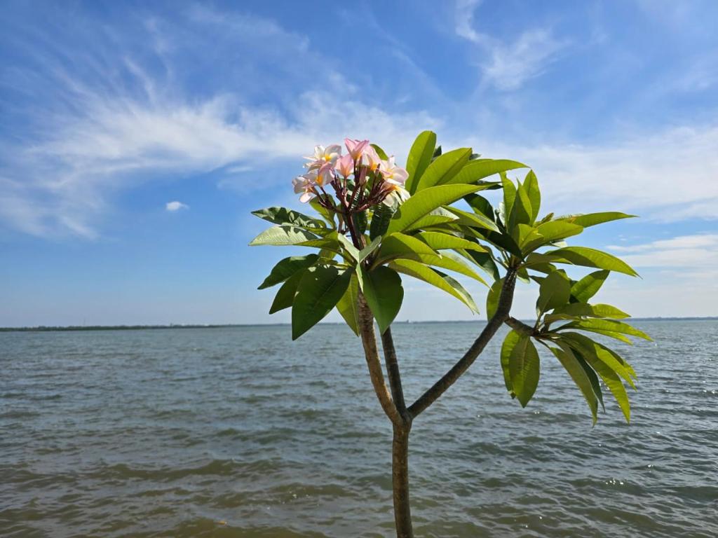a tree on the beach next to the water at Lagoon Bay Resort in Negombo