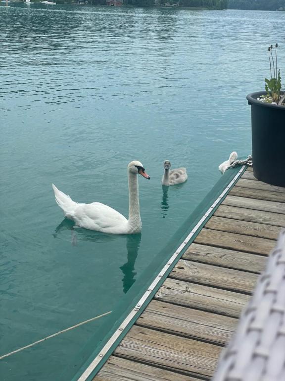 Zvířata v hotelu nebo okolí