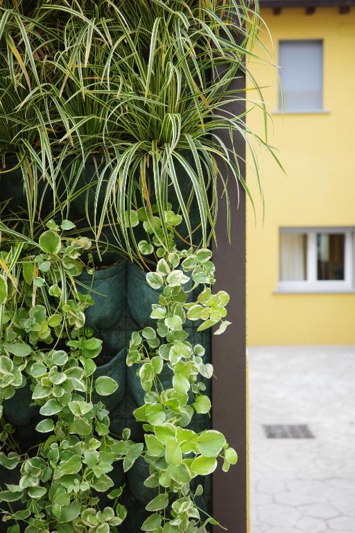 Agave in Centrale - Resim 9