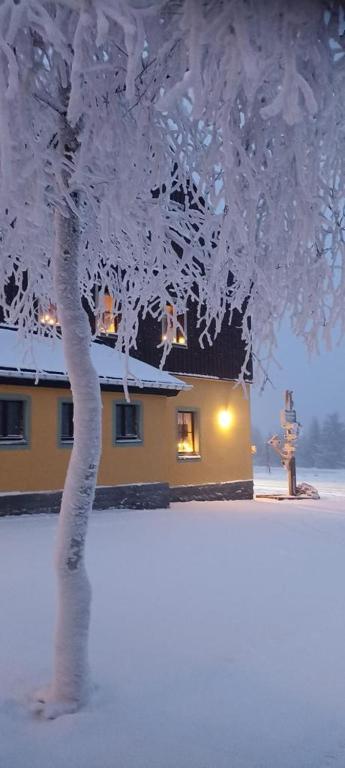 a tree covered in snow in front of a house at Berggasthof Neues Haus in Kurort Oberwiesenthal