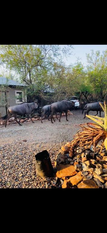 a herd of rhinos walking down a road at Shiringa kruger lodge in Marloth Park