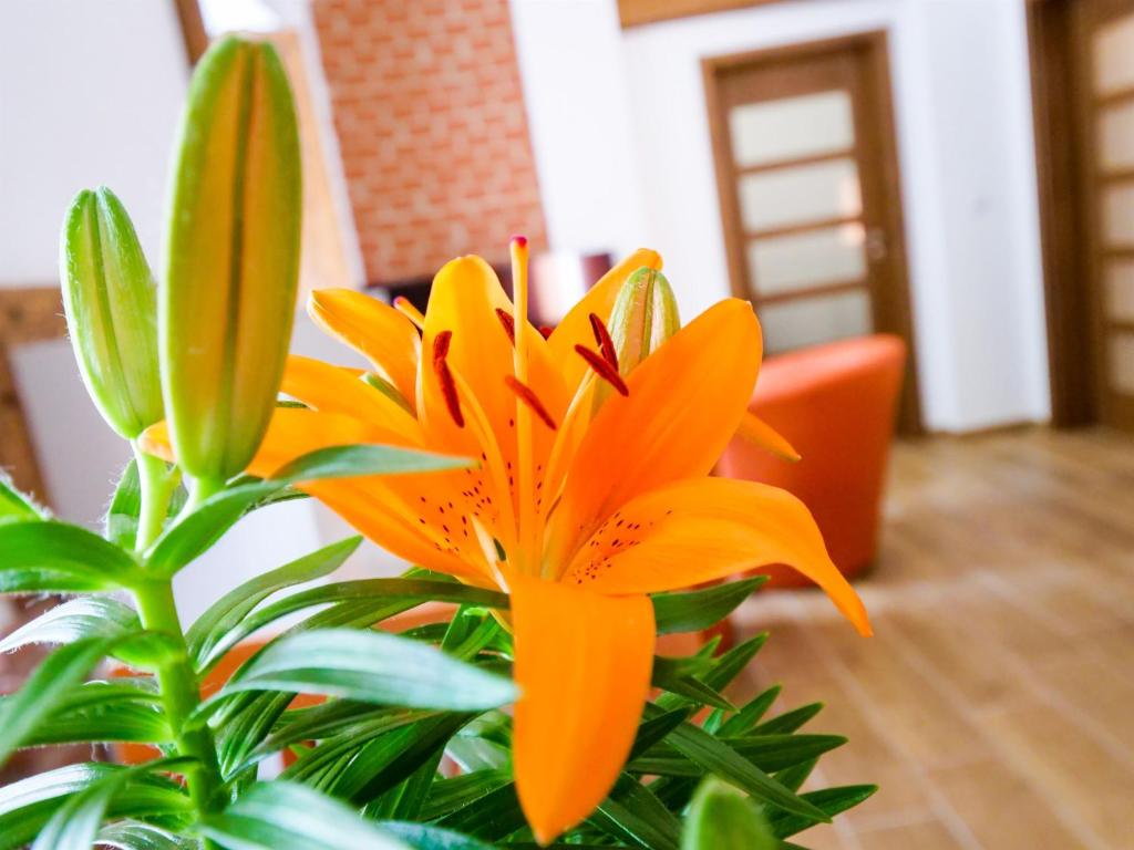 Fotografie z fotogalerie ubytování Apartmány 13 Přízemí 1 v Seči