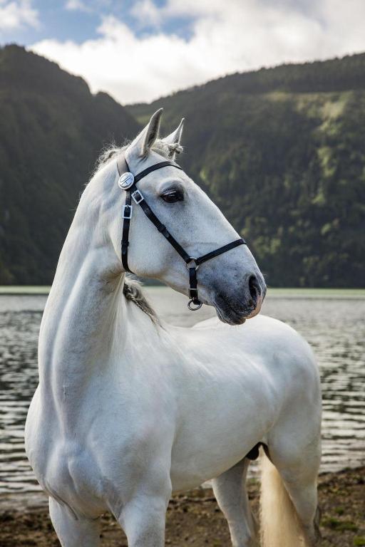 Lusitano Garden Villas - Resim 11