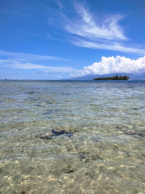 Bungalow les pieds ds l eau, La Maison Bleue - photo 6 - Moorea, Polynésie