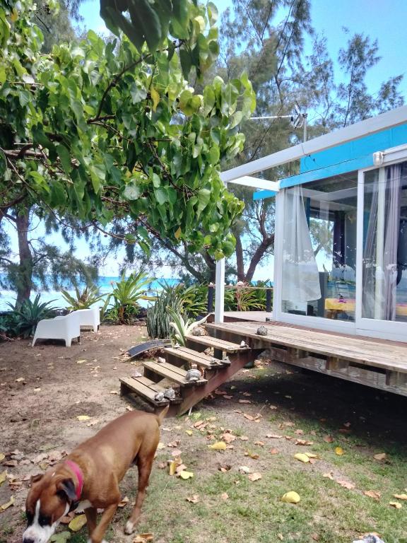 Bungalow les pieds ds l eau, La Maison Bleue - photo 10 - Moorea, Polynésie