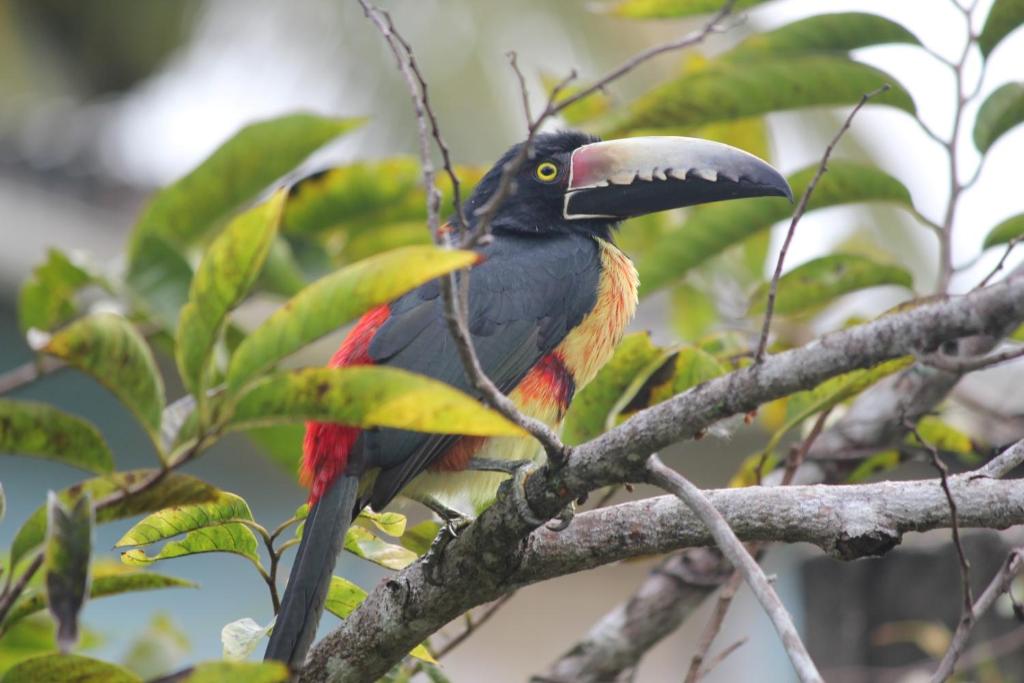 un pájaro con un pico grande sentado en una rama de árbol en Nature Resort, en Bermudian Landing