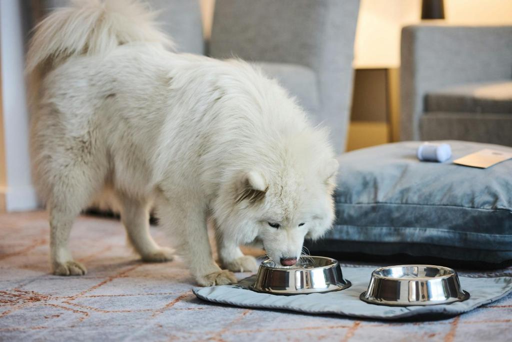 Sheraton Poznan Hotel - Resim 21