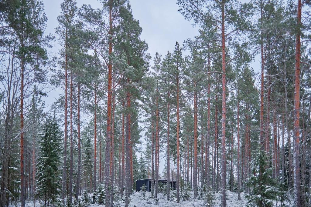 Coastal Forest Cabin in Sweden v zimě