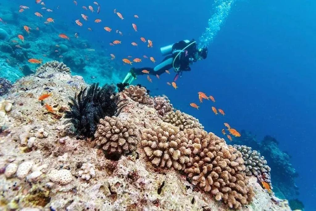 a person swimming over a coral reef with fish at Appartement moderne à Vieux-Habitants, 80 m², terrasse in Beaugendre