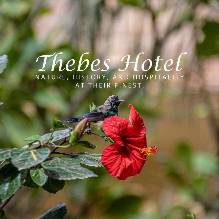 Fotografie z fotogalerie ubytování Thebes Hotel v destinaci Luxor
