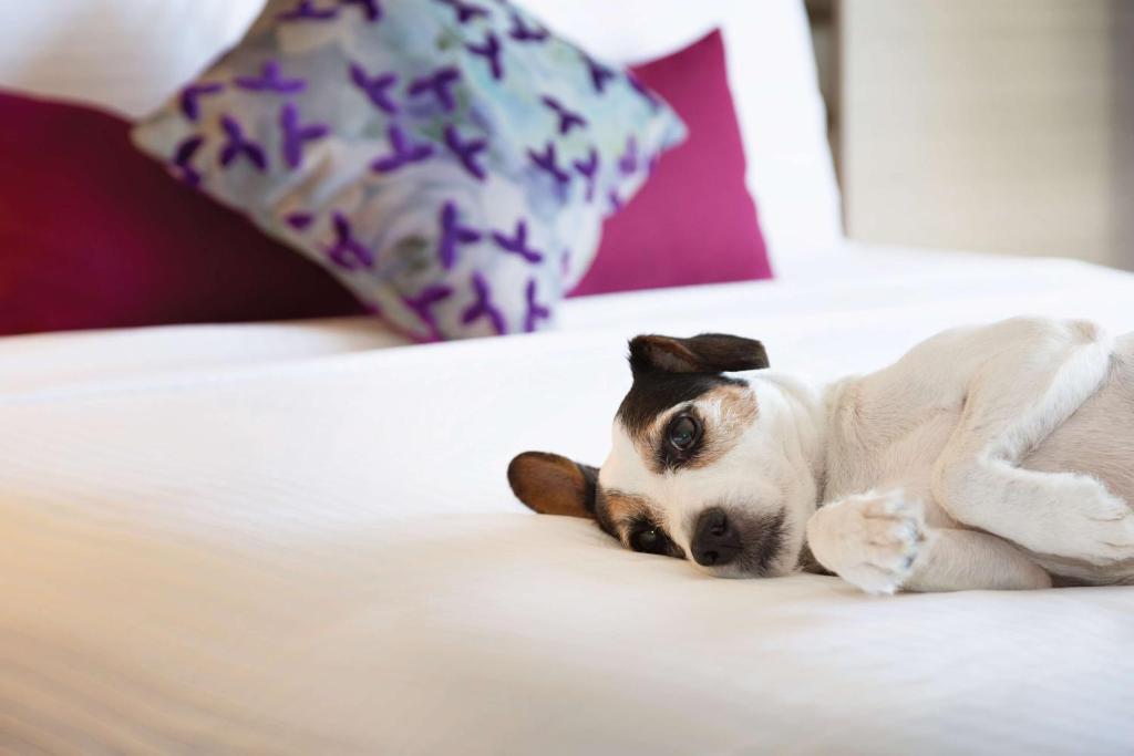 a small white dog laying on a bed at Coast Edmonton Plaza Hotel by APA in Edmonton