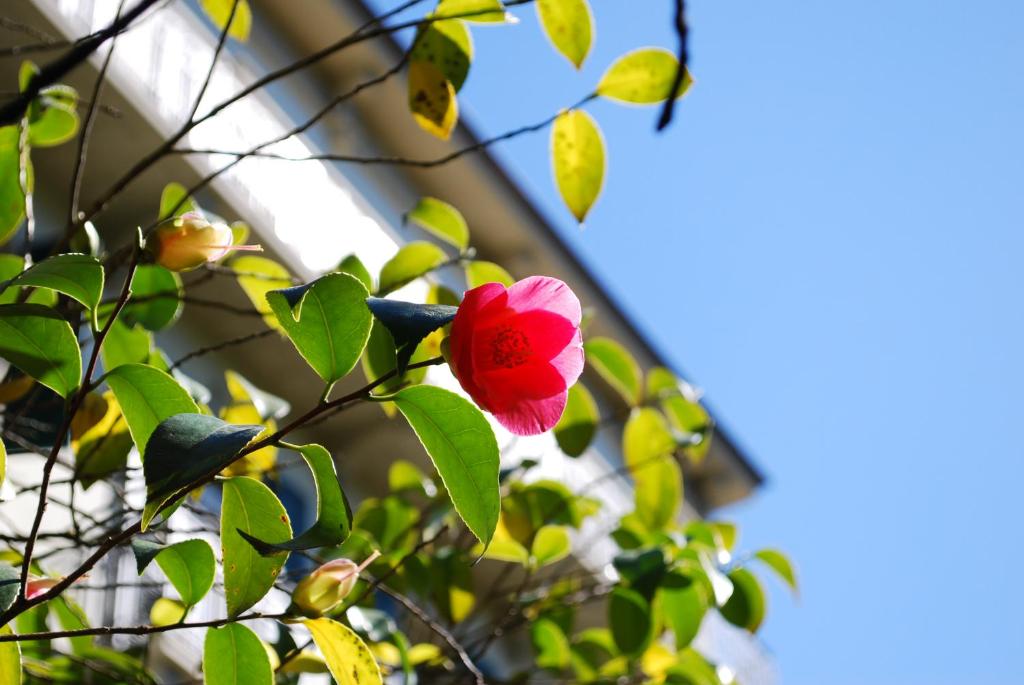 Continental Parkhotel - Resim 30