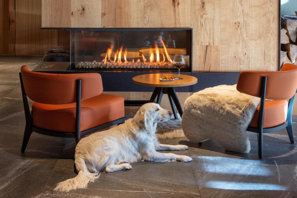 Acta Arthotel kisállat-vendégei