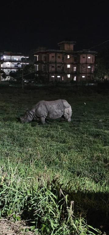 Zvířata v hotelu nebo okolí