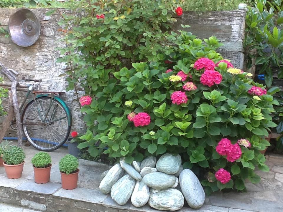 Vonkajšia záhrada v ubytovaní Guesthouse Kleopatra's