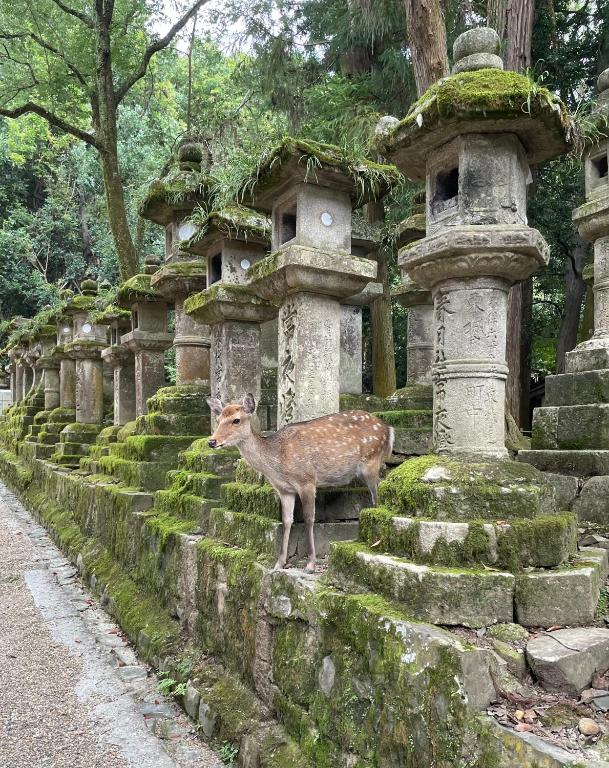 Altri animali domestici presso l'affittacamere o nei dintorni