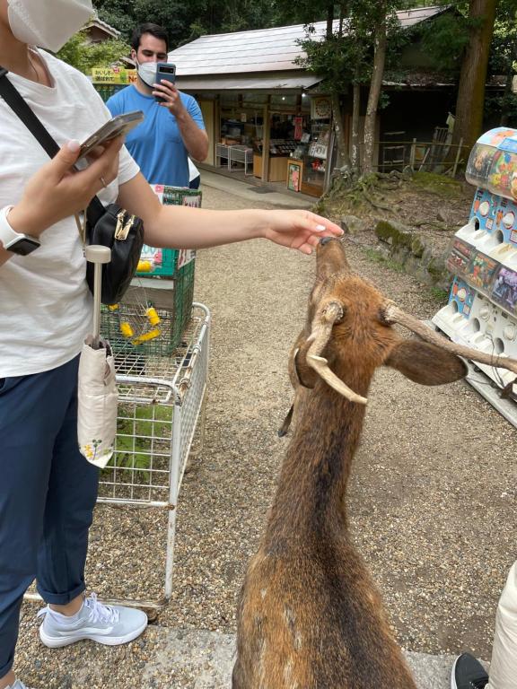 Altri animali domestici presso l'affittacamere o nei dintorni