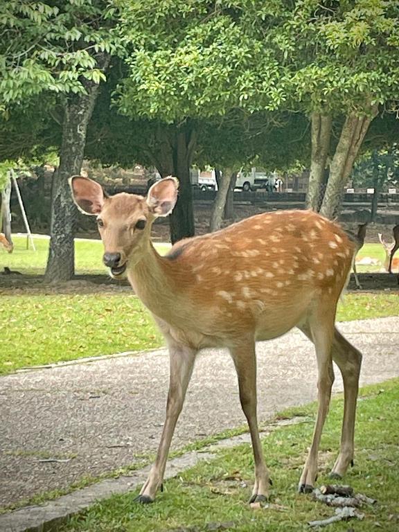 Altri animali domestici presso l'affittacamere o nei dintorni