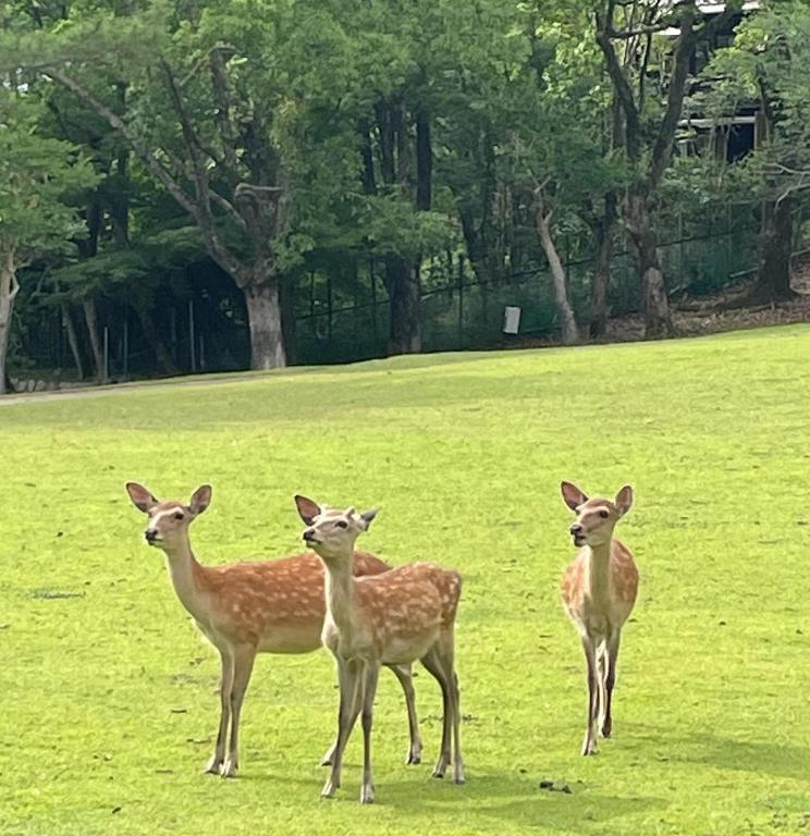 Altri animali domestici presso l'affittacamere o nei dintorni