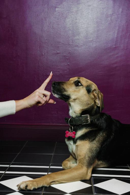 Hotel Josefine - Resim 39