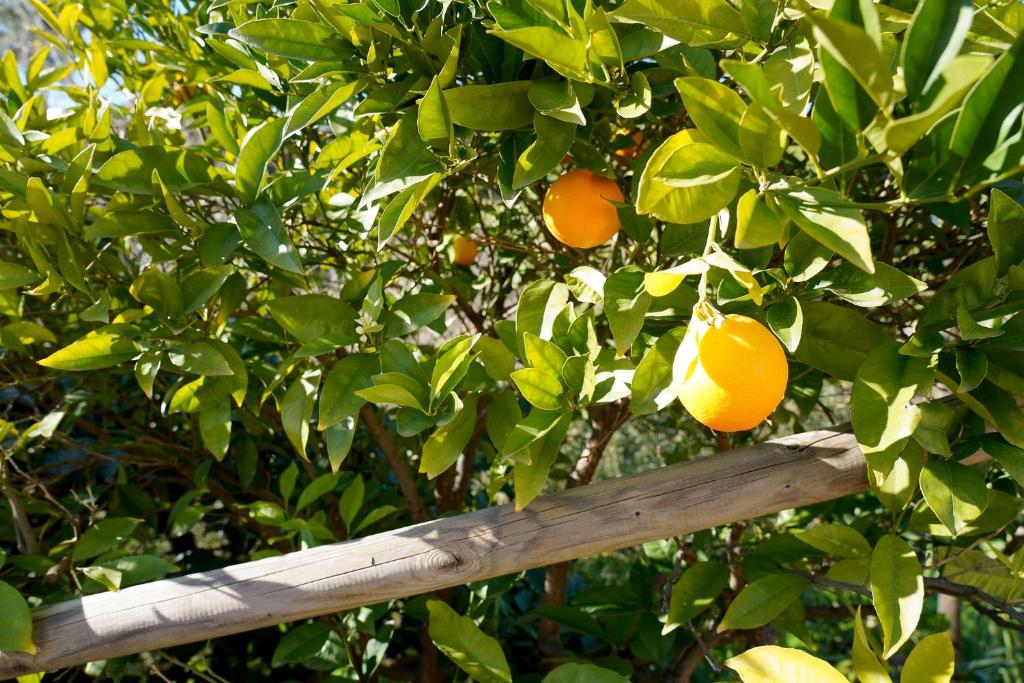 Vonkajšia záhrada v ubytovaní Cortijo Lagar de Luisa