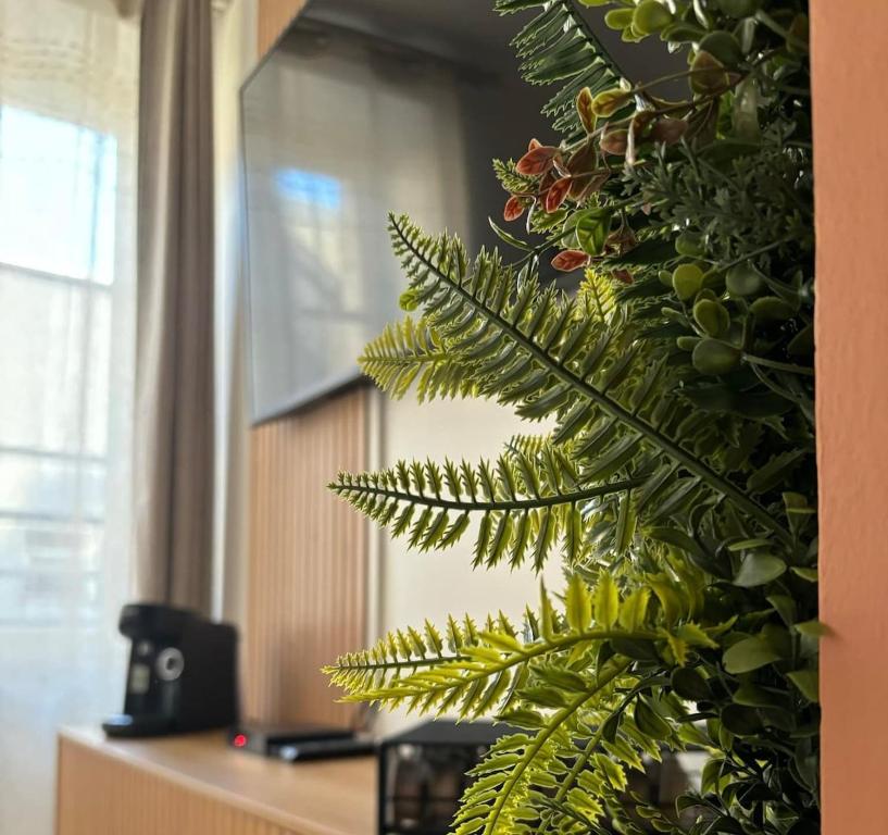 a green plant in a room with a window at Cocon du Berry cœur historique in Bourges