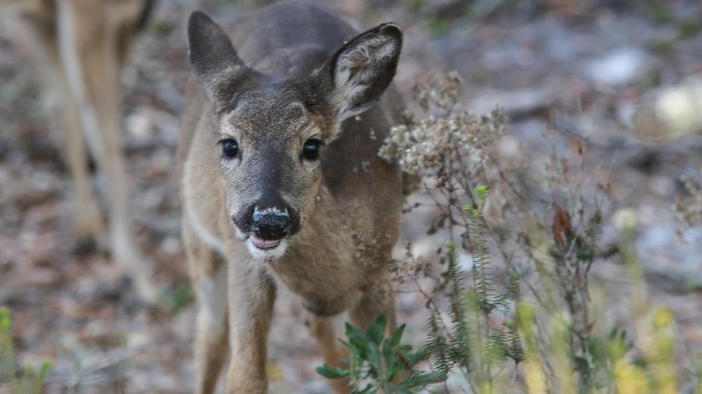 a baby deer is standing in a field at Lazy Days in Seacrest