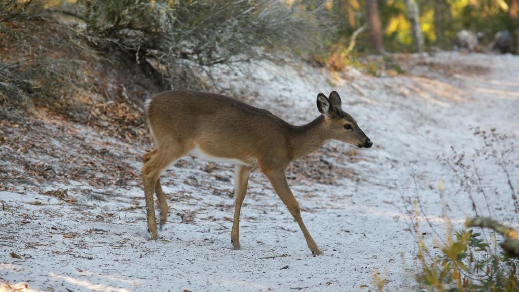 a deer walking down a dirt road at Lazy Days in Seacrest