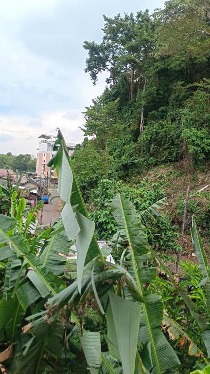 Zahrada ubytování Mountain View Hostel - Krabi Airport near Wat ThamSuea
