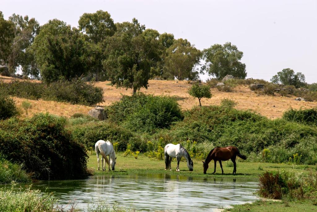 Animales en el hotel o alrededores