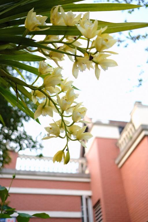 a bunch of white flowers on a branch in front of a building at 福来小院民宿 in Jiezi Ancient Town