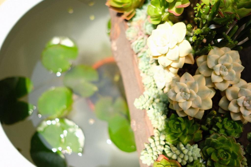 a close up of a bunch of potted plants at 福来小院民宿 in Jiezi Ancient Town