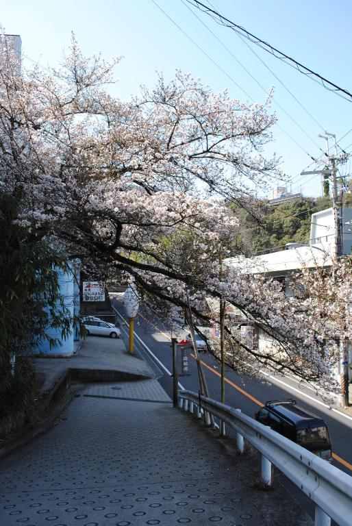 a tree with pink blossoms on a city street at Negiya Ryofukaku in Kobe