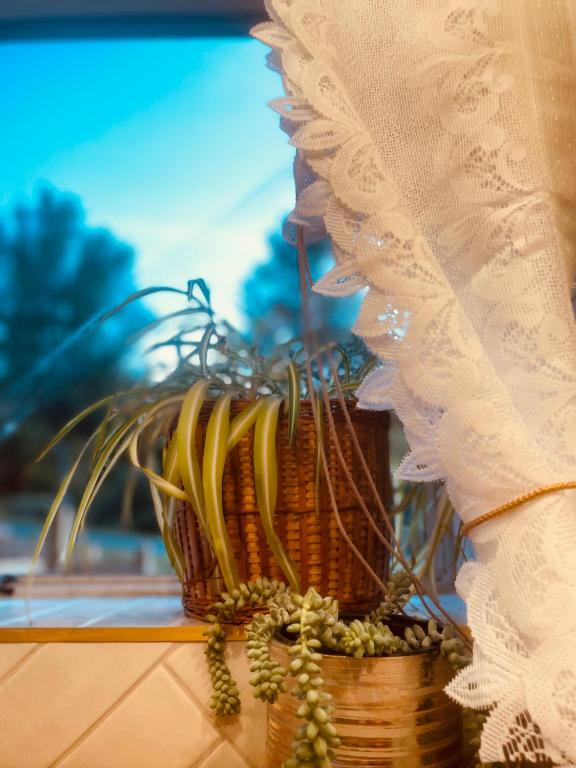 The Botanist - Resim 6