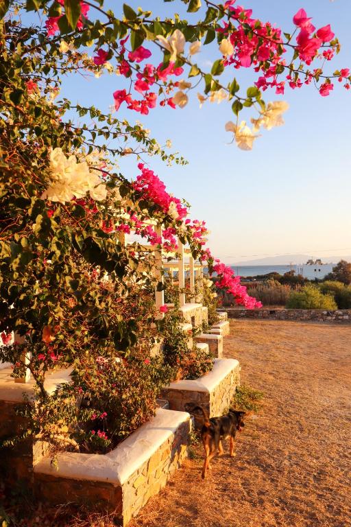 Zahrada ubytování Sunny Studios Naxos