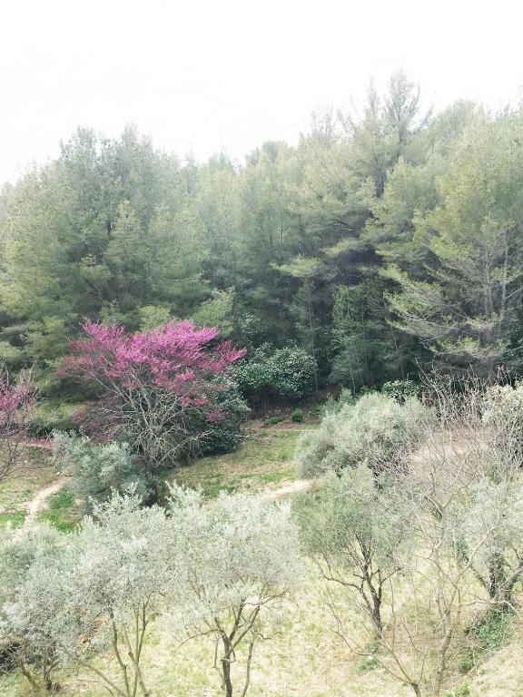 un groupe d'arbres et de buissons avec des fleurs roses dans l'établissement Jardin dans les Pins, à Gémenos