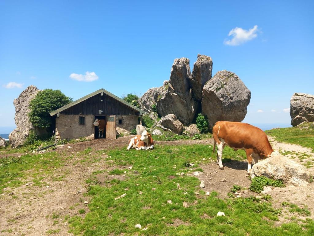 Zvířata v prázdninového domu nebo okolí
