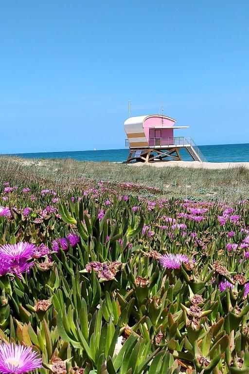 - un champ de fleurs violettes en face de la plage dans l'établissement Appartement T2 en résidence Naturiste en bord de Mer, à Leucate-Plage