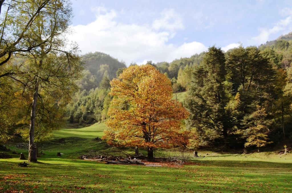 Lodge Altos de Curarrehue