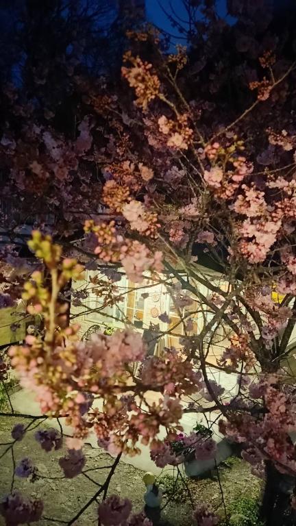 Zahrada ubytování 薔薇谷 民宿字108號