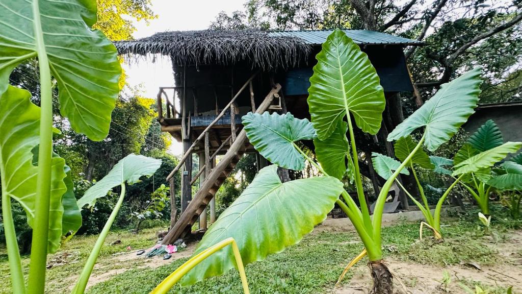 Zahrada ubytování Sigiri Veenus Paradise