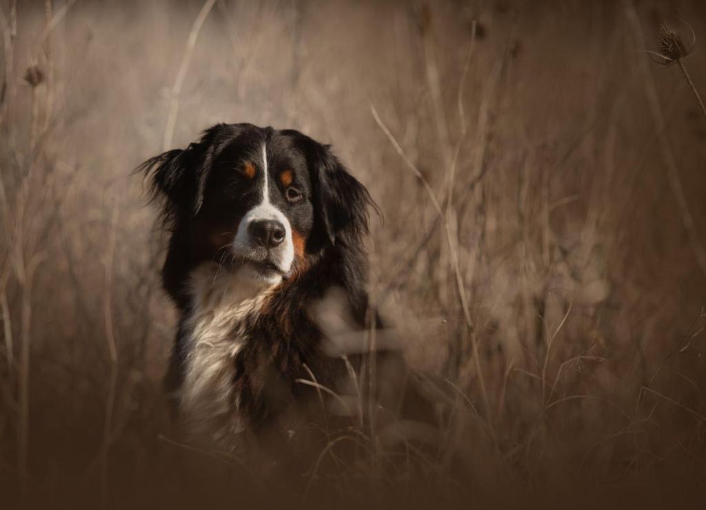 a dog standing in a field of tall grass at Le temps de vivre in Baron