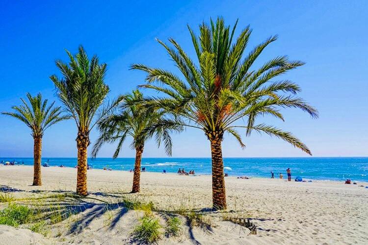 Trois palmiers sur une plage de sable près de l'océan dans l'établissement Appartement Le Belvédère Bleu, au Barcarès