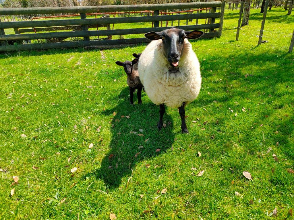 Tikitere Treasure - Resim 14