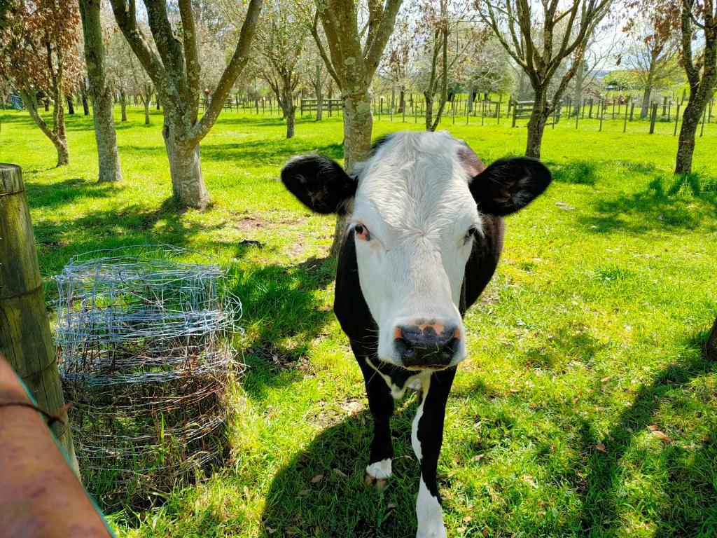 Tikitere Treasure - Resim 15