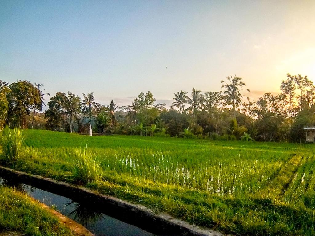 a rice field with a river in the foreground at Ubud Paradise Villa in Ubud