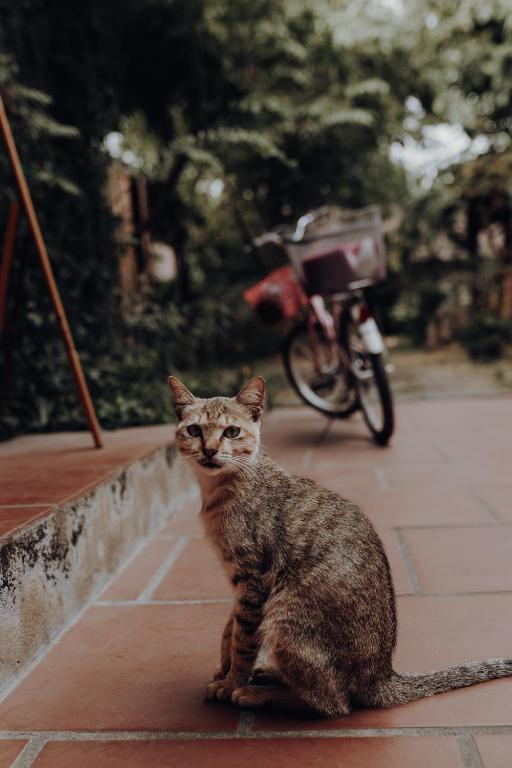 Ninh Binh Palm Homestay - 7