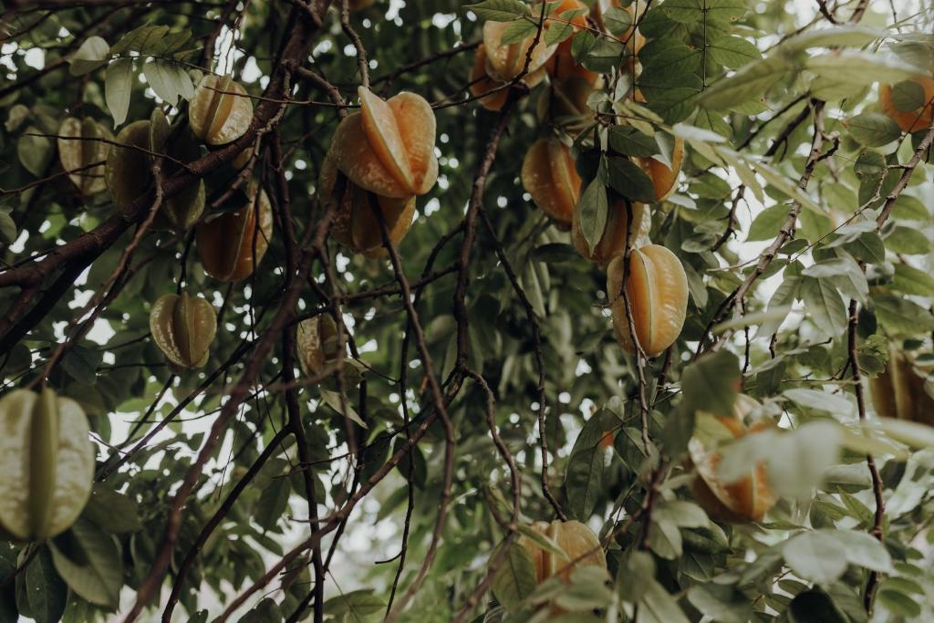 Ninh Binh Palm Homestay - 10