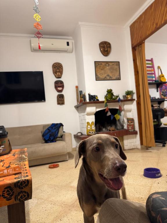 Domácí mazlíčci ubytovaní s hosty v ubytování La Casita Del Viajero