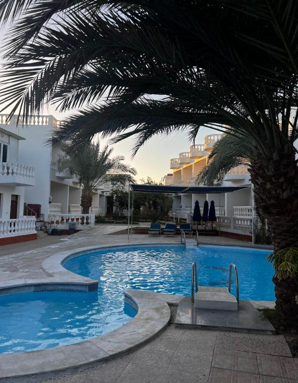 a swimming pool with a palm tree next to a building at Octopus Hotel in Dahab